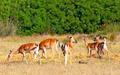Fauna locale presso il Parco dell’Uccellina